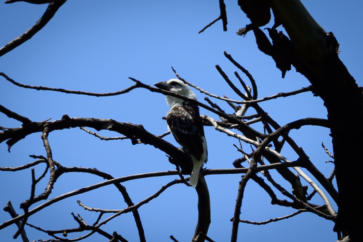 Ak Başlı Barbet [leucocephalus grubu] - ML637093445