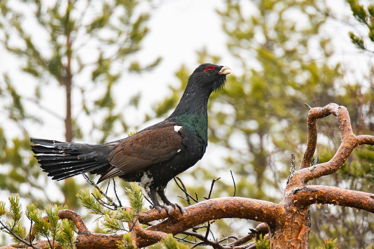 Western Capercaillie - ML637093450