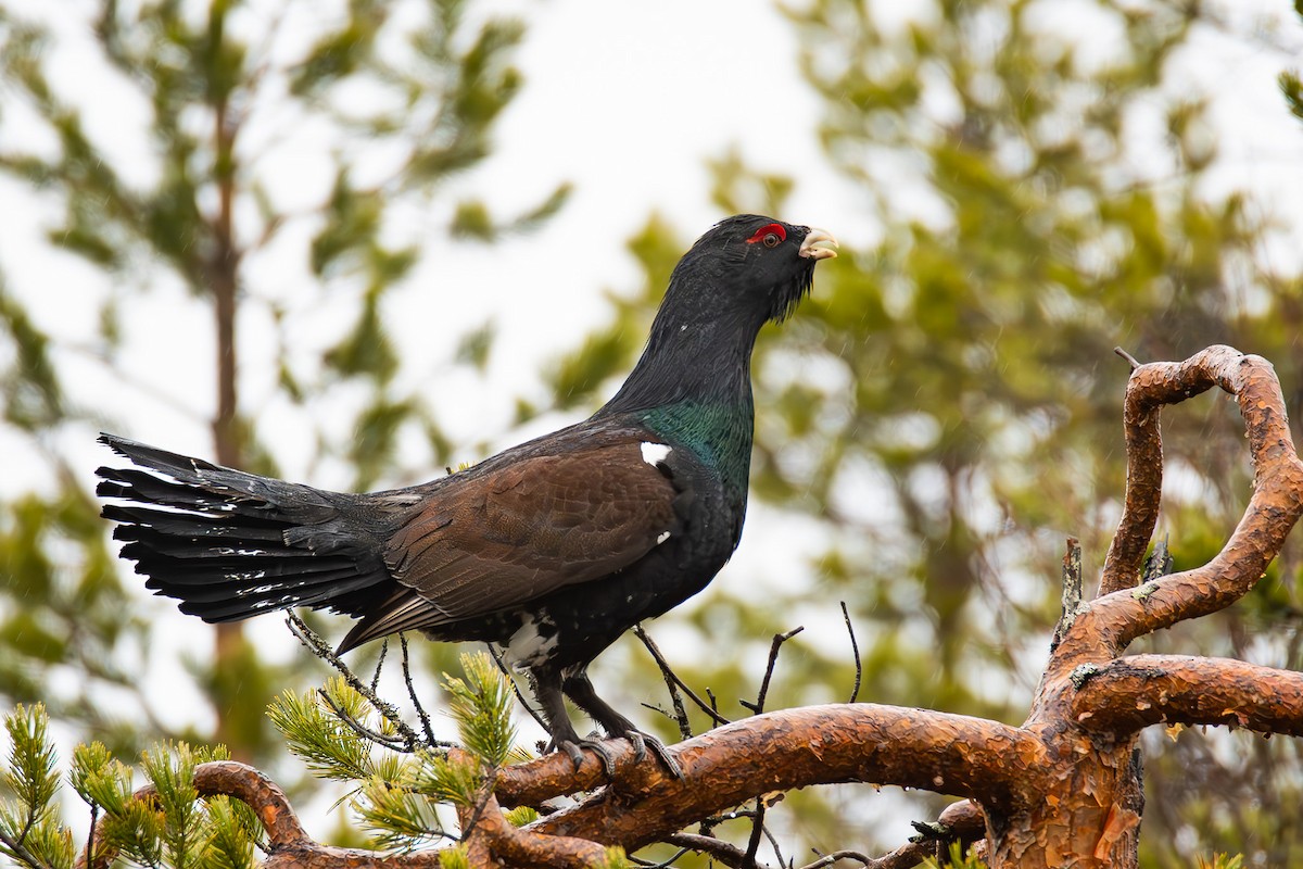 Western Capercaillie - ML637093451