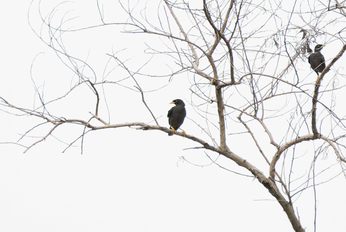 Javan Myna - ML637093475