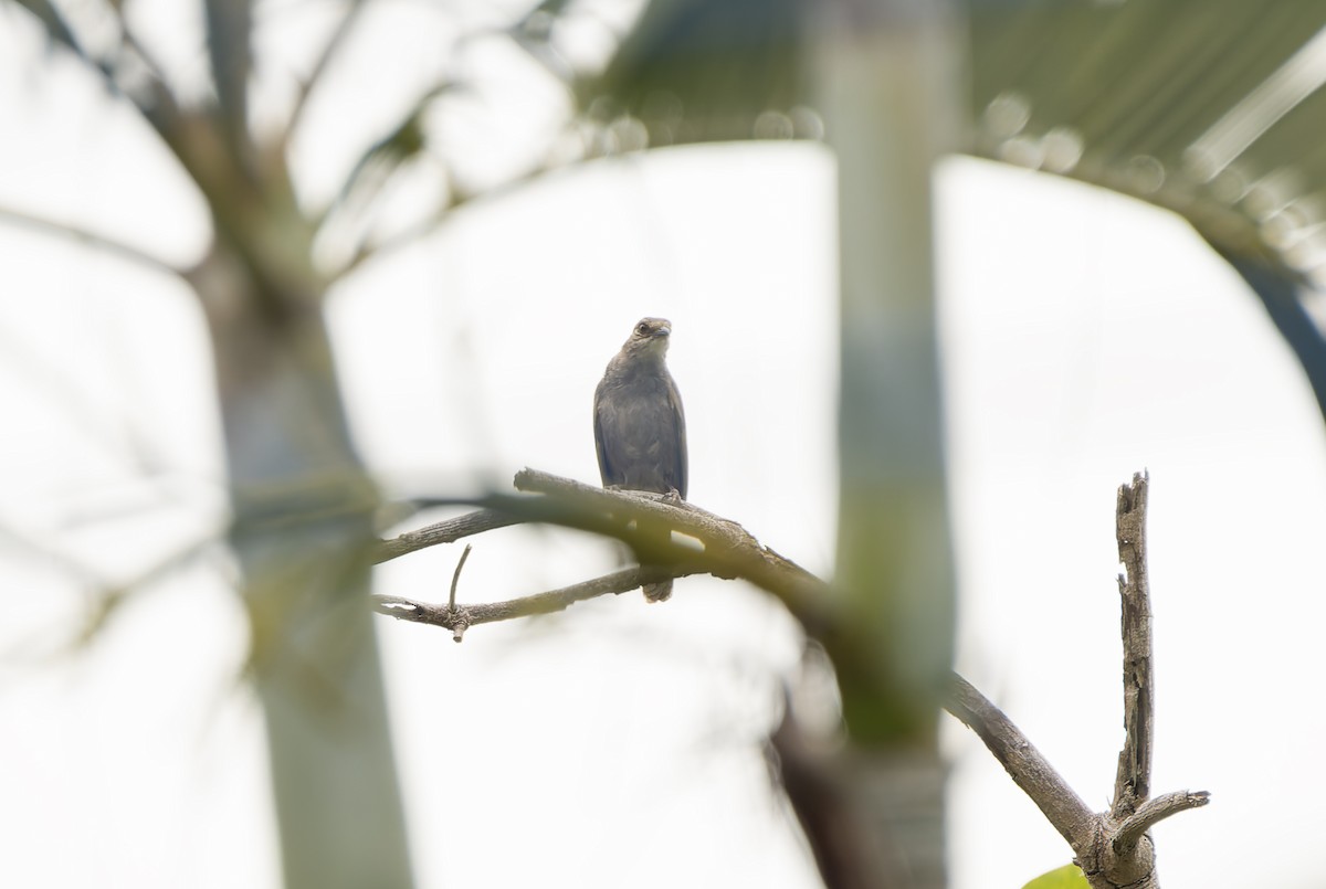 Olive-winged Bulbul (Olive-winged) - ML637093497