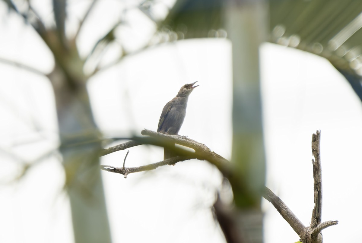 Olive-winged Bulbul (Olive-winged) - ML637093498
