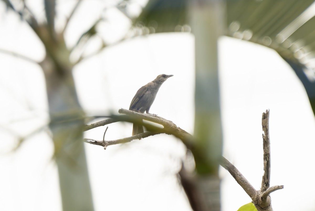 Olive-winged Bulbul (Olive-winged) - ML637093499