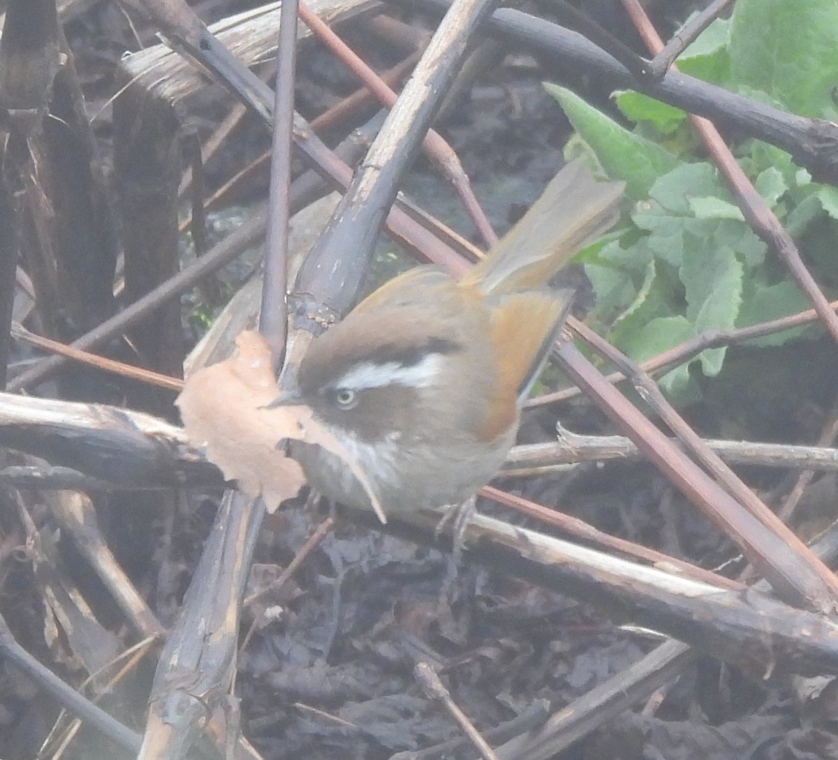 White-browed Fulvetta - ML637093511