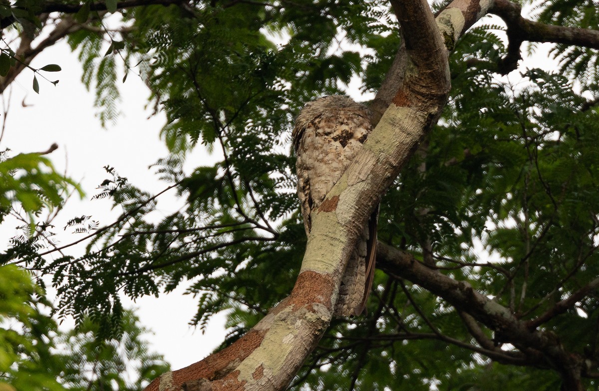 Great Potoo - ML637093547