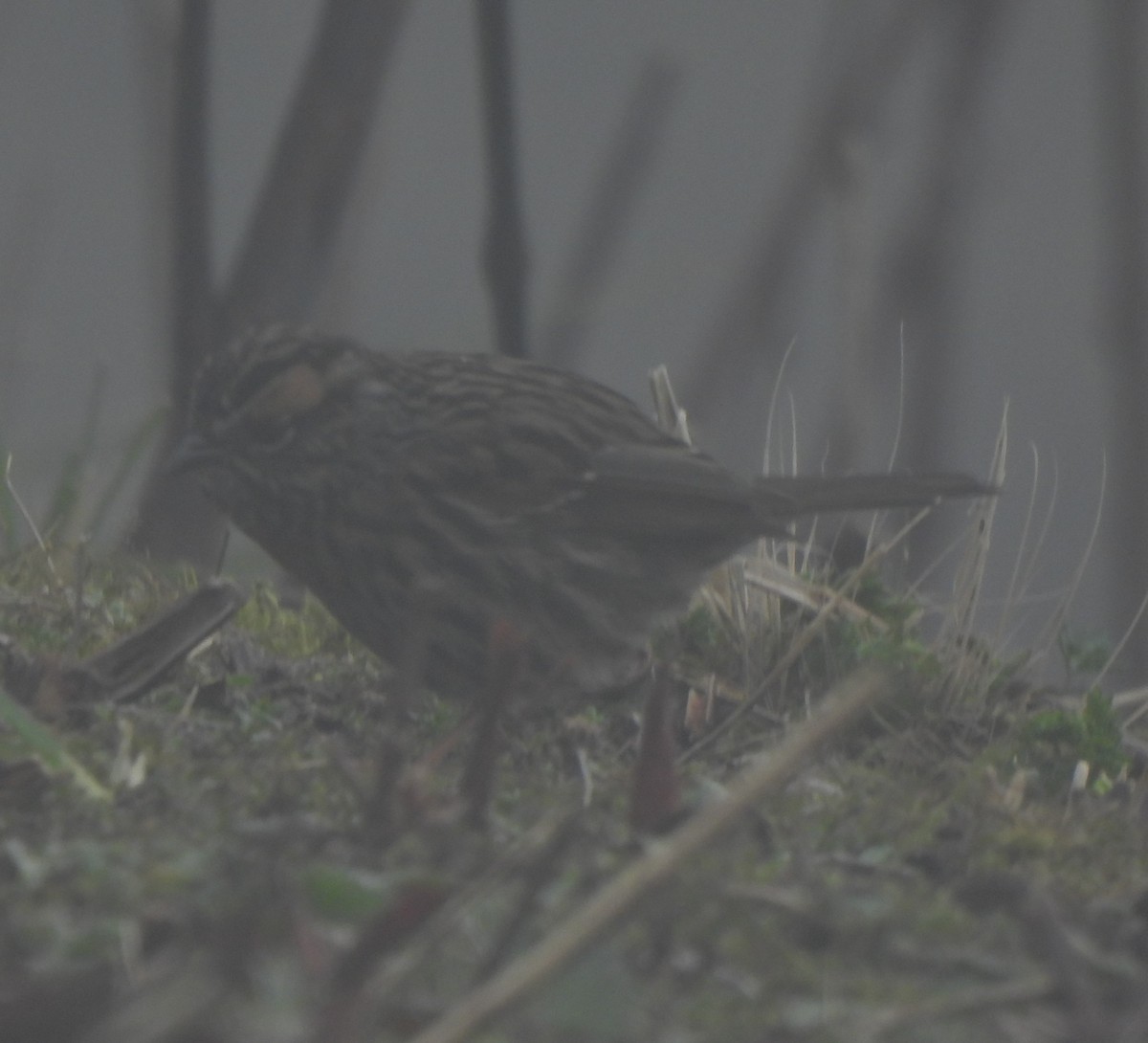Rufous-breasted Accentor - ML637093583