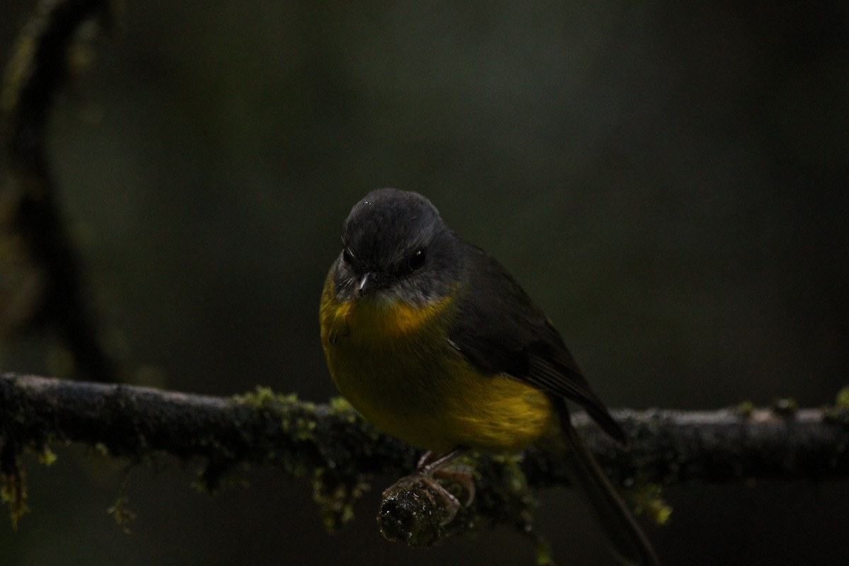 Eastern Yellow Robin - ML637093651