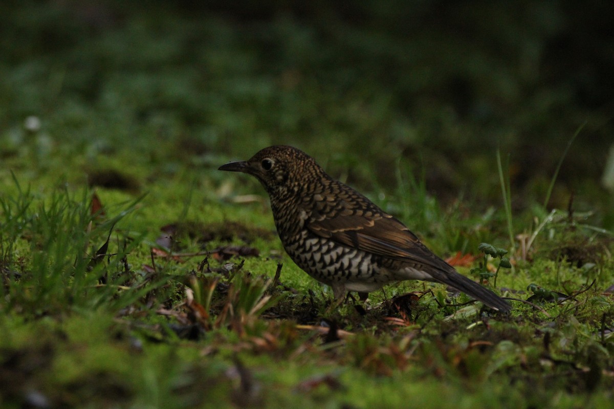 Bassian Thrush - ML637093665
