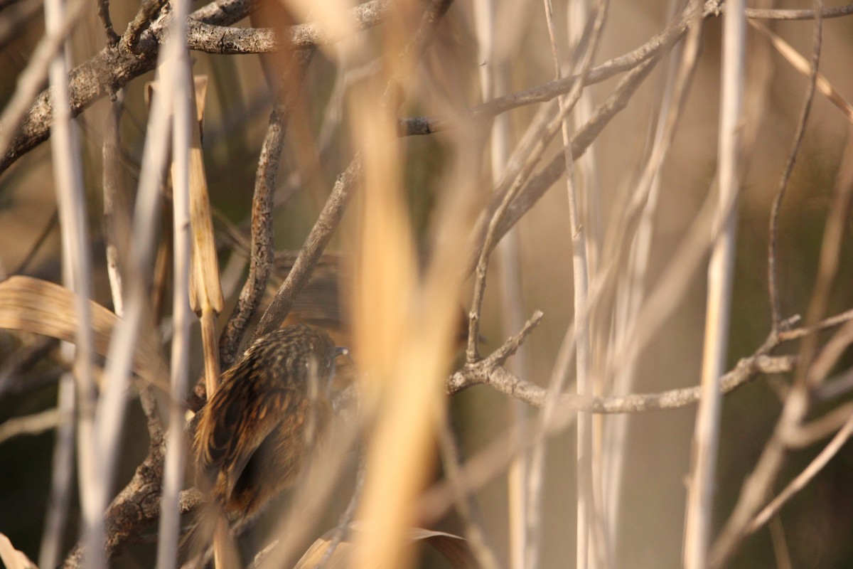 Southern Emuwren - ML637093718