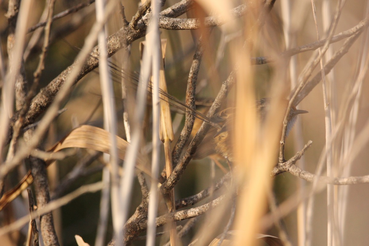 Southern Emuwren - ML637093719