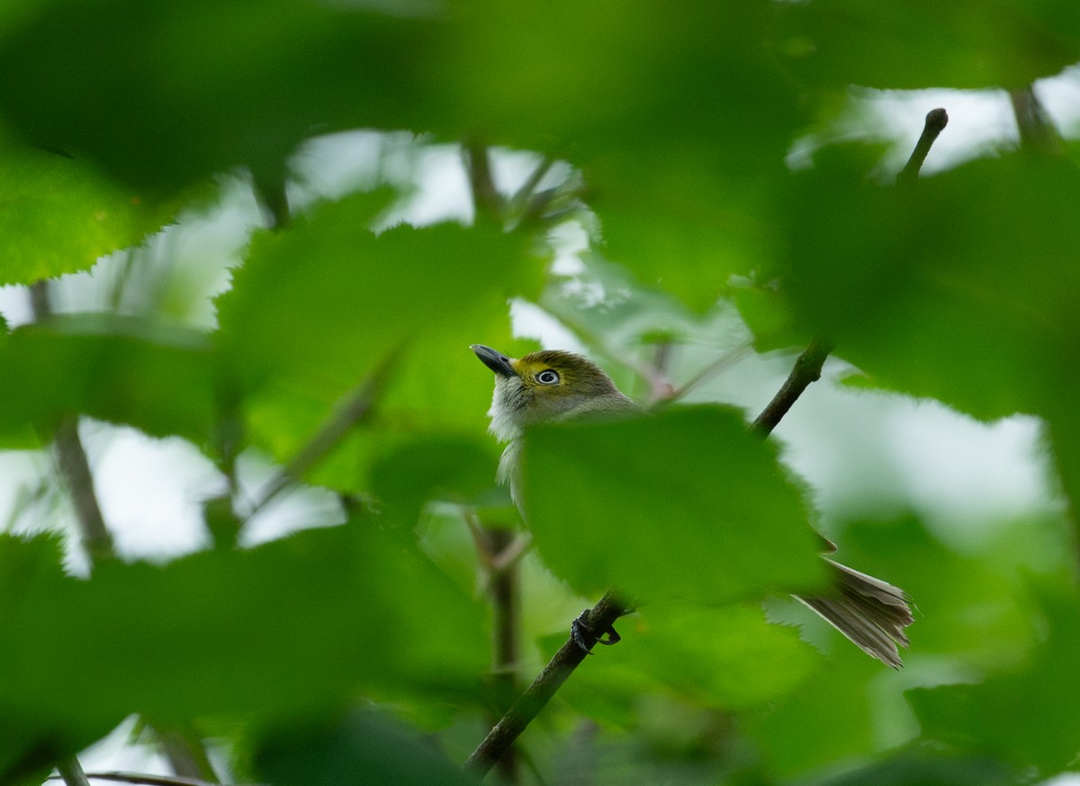 Ak Gözlü Vireo - ML637093759