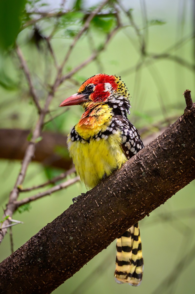 Red-and-yellow Barbet - ML637093784