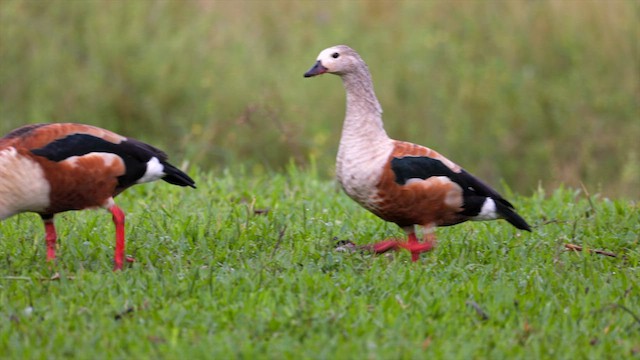 Orinoco Goose - ML637093854