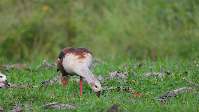 Orinoco Goose - ML637093855