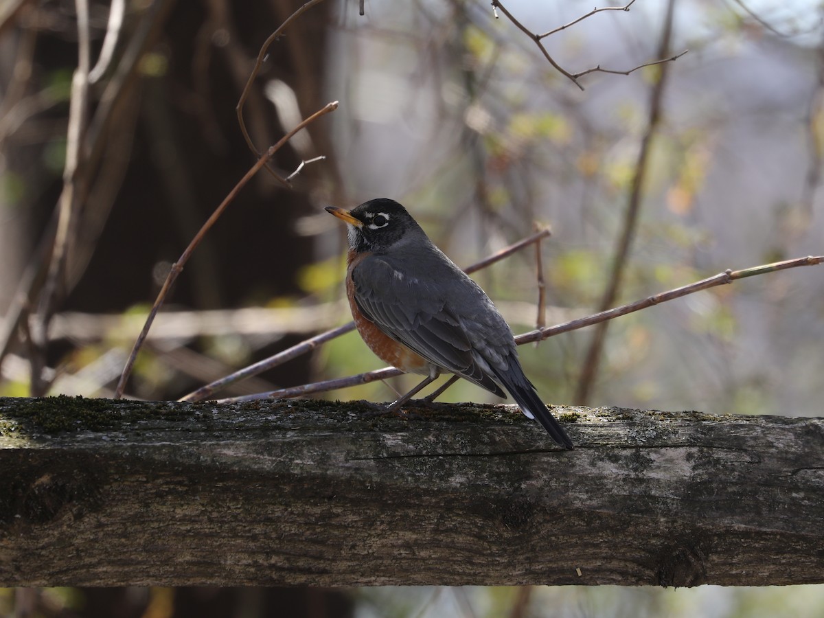 American Robin - ML637093856