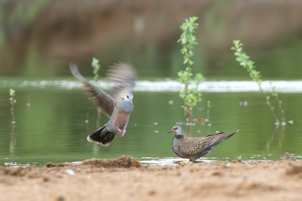 Adamawa Turtle-Dove - ML637093864
