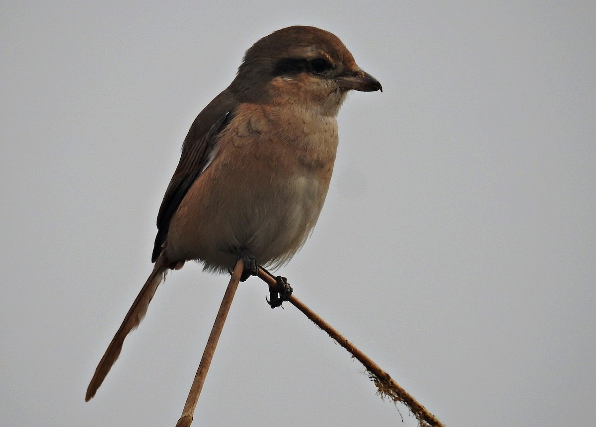 Isabelline Shrike - ML637093925