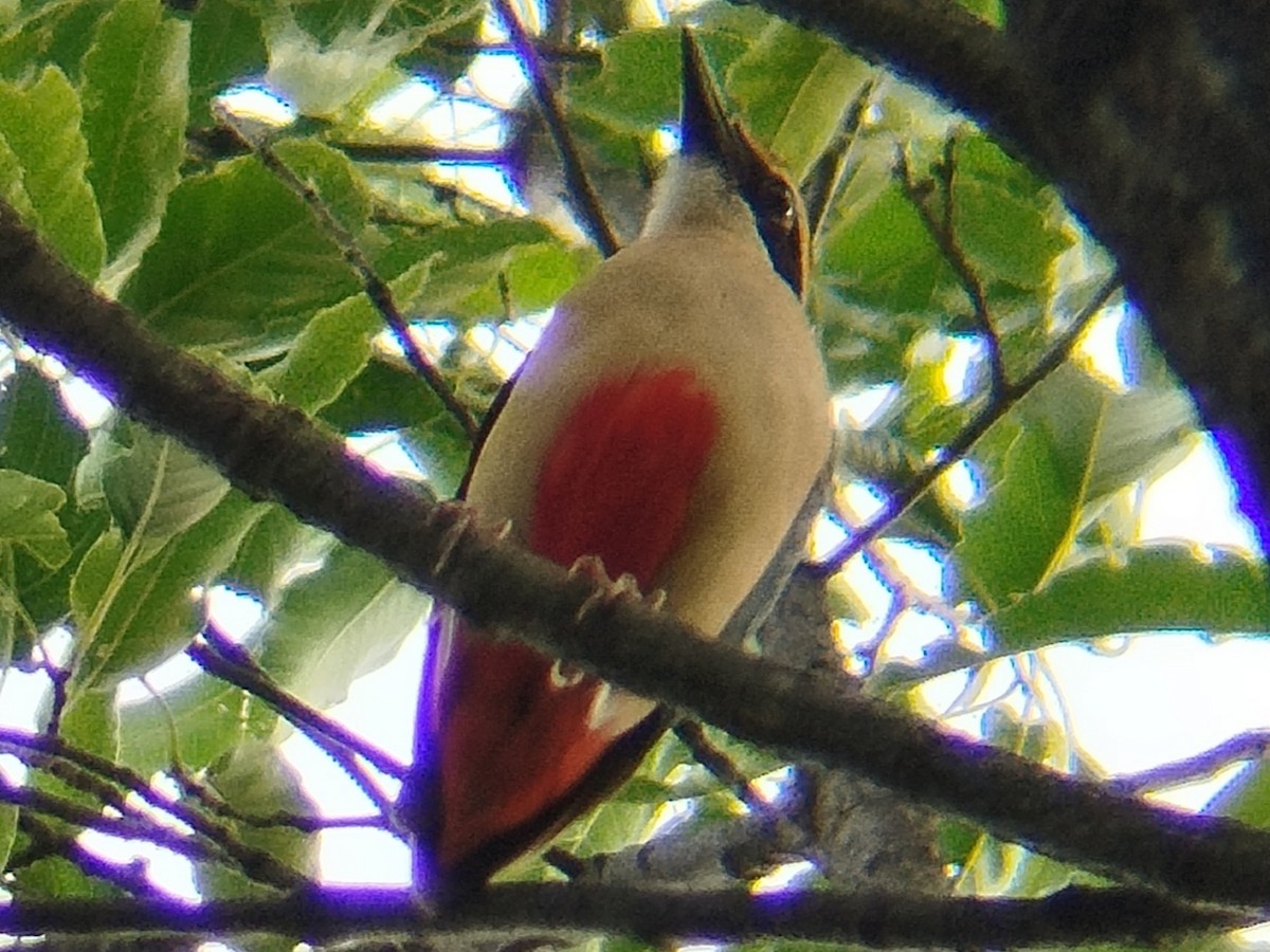 Fairy Pitta - ML637094044