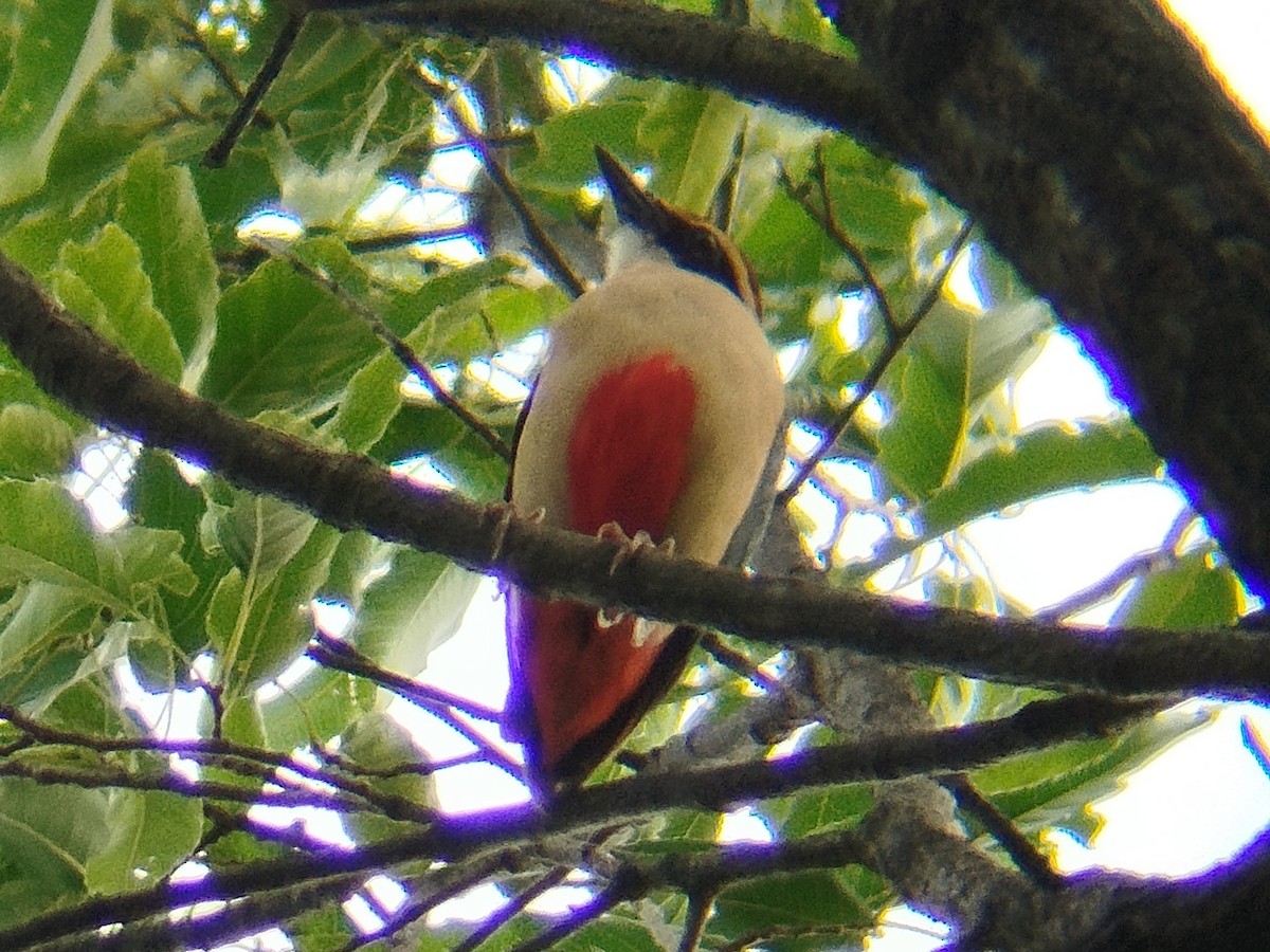 Fairy Pitta - ML637094045