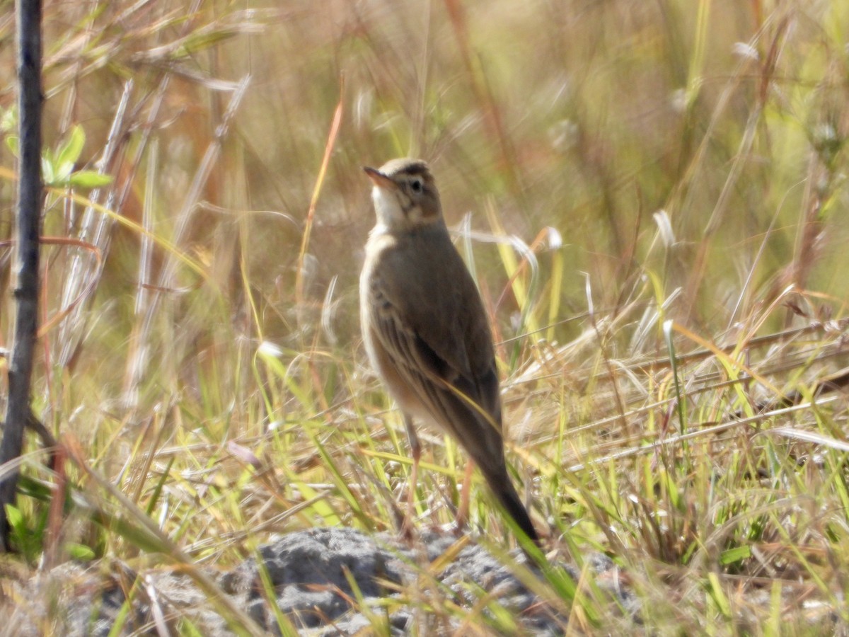 Buffy Pipit - ML637094062