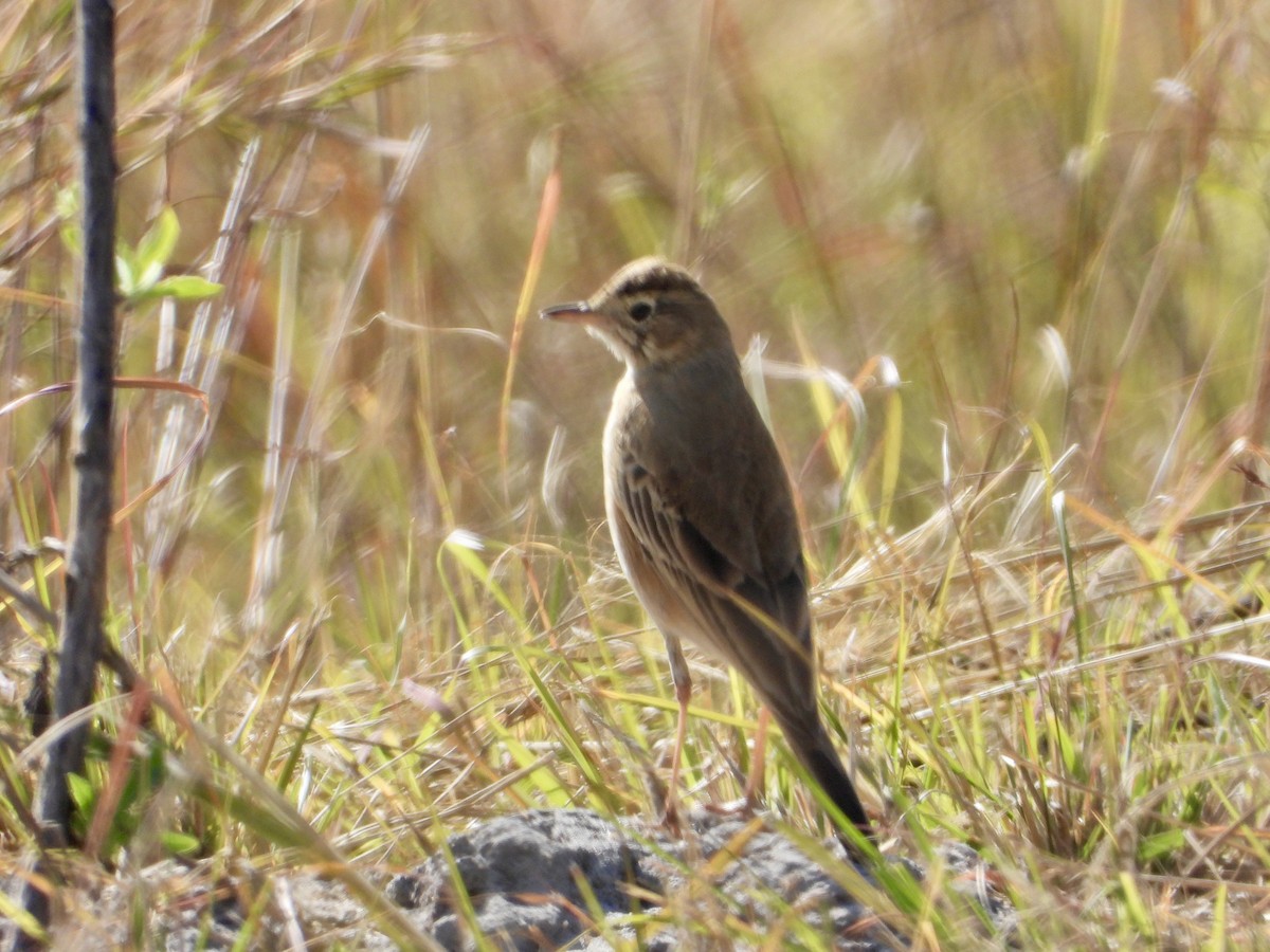 Buffy Pipit - ML637094063