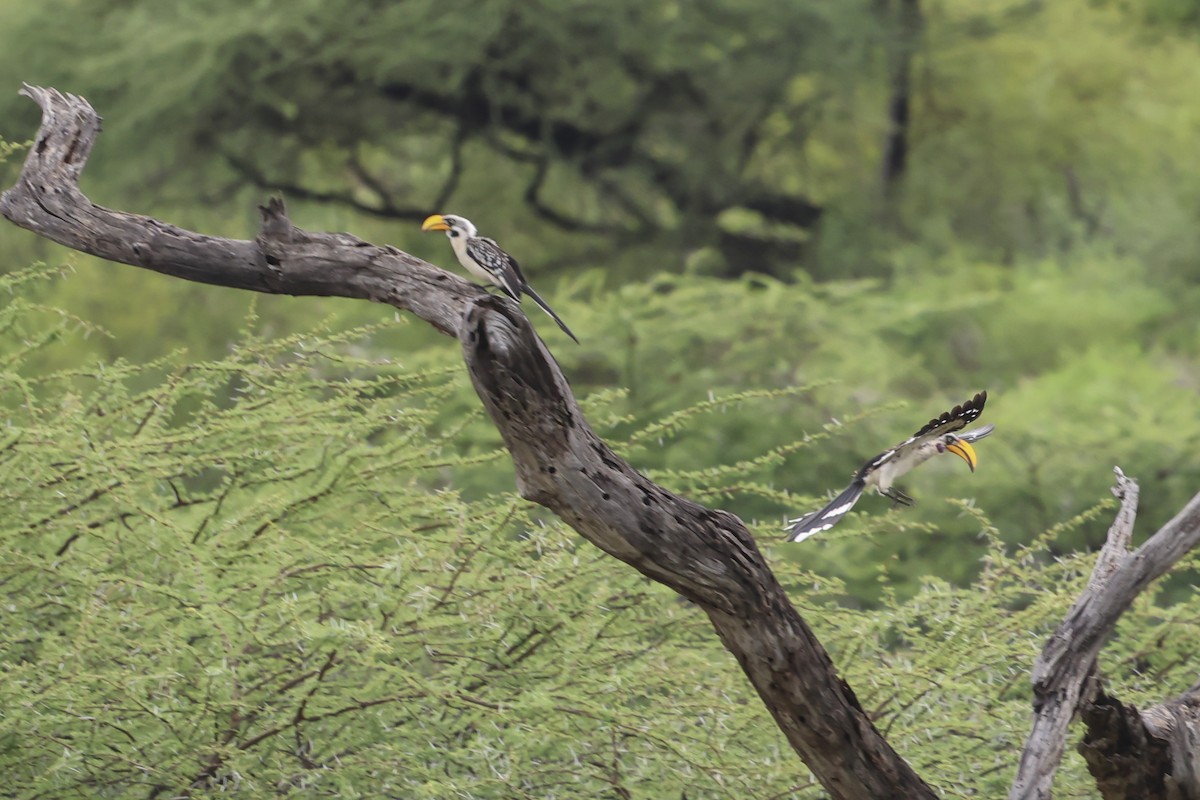 Eastern Yellow-billed Hornbill - ML637094077