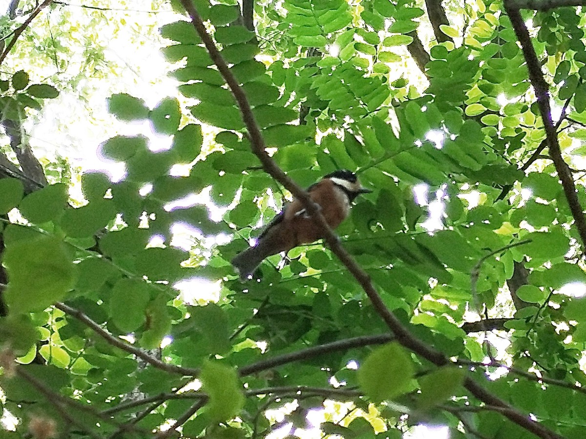 Varied Tit - ML637094088