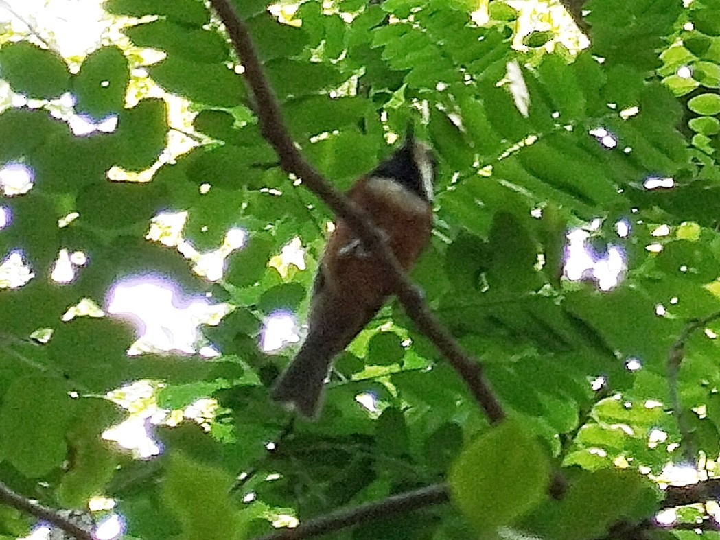 Varied Tit - ML637094089