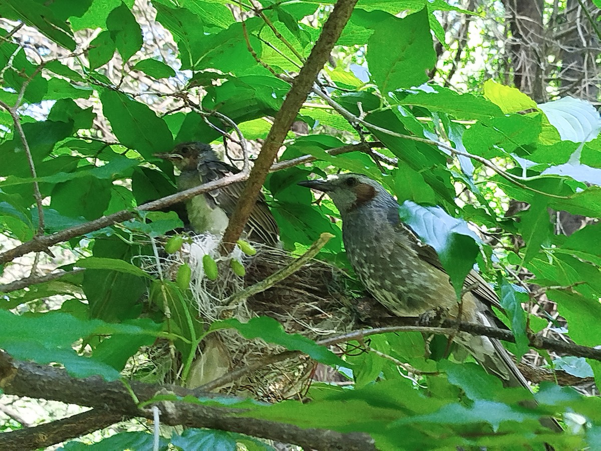 Brown-eared Bulbul - ML637094103