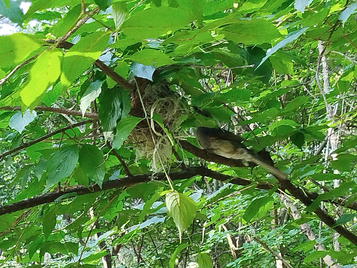Brown-eared Bulbul - ML637094104