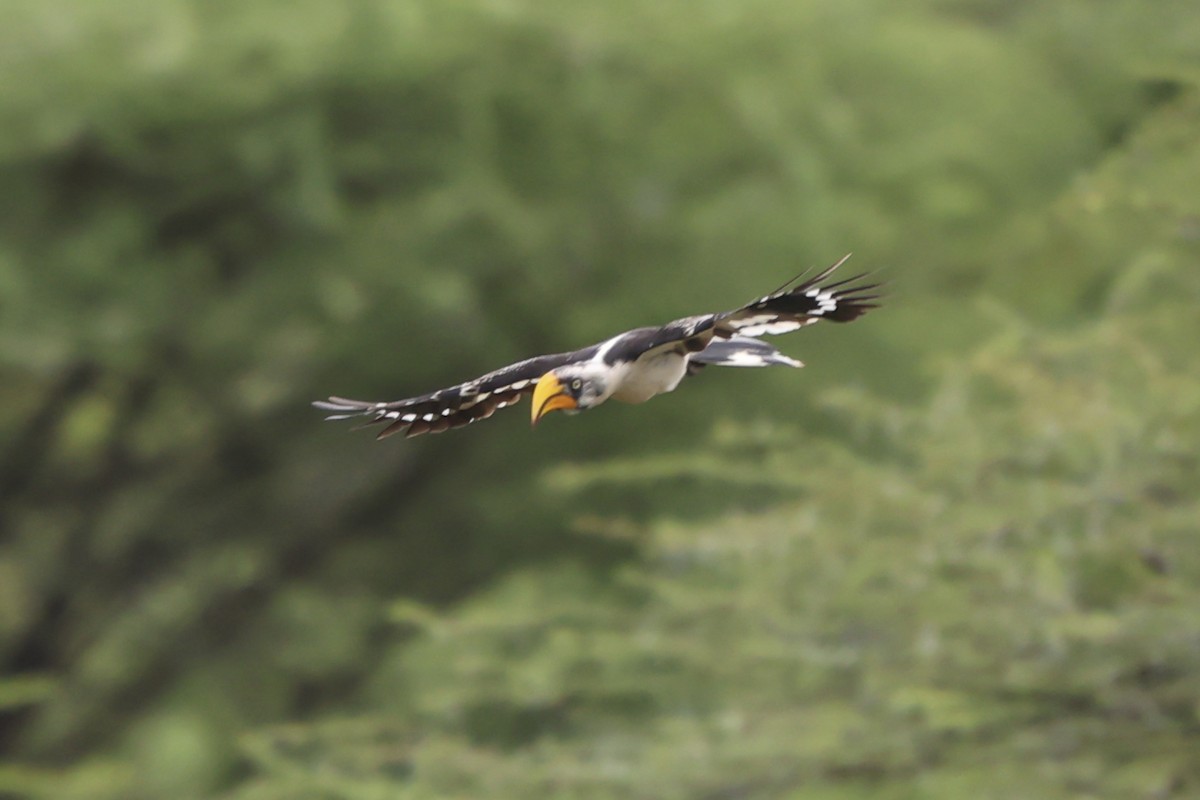 Eastern Yellow-billed Hornbill - ML637094136