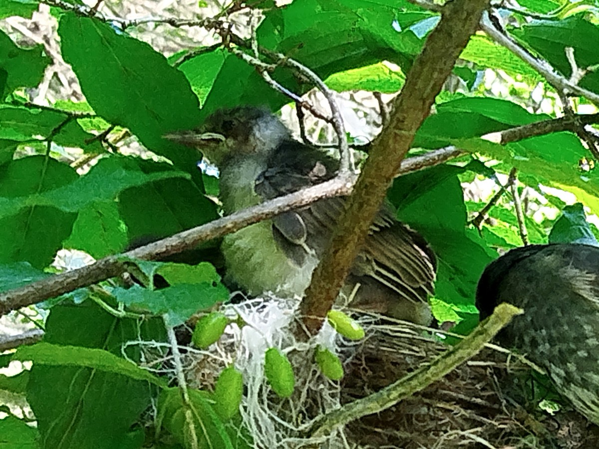 Brown-eared Bulbul - ML637094174