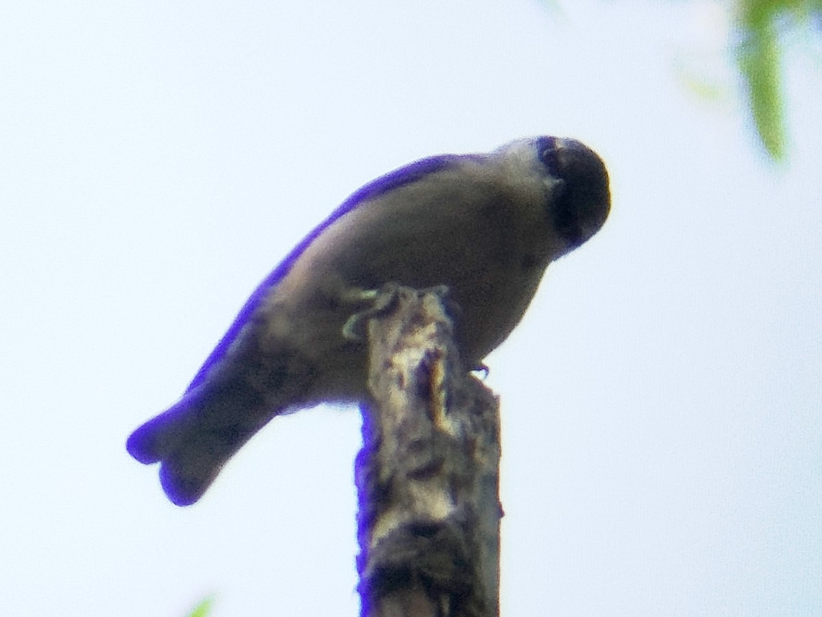 Өрнийн тоншголжин - ML637094189