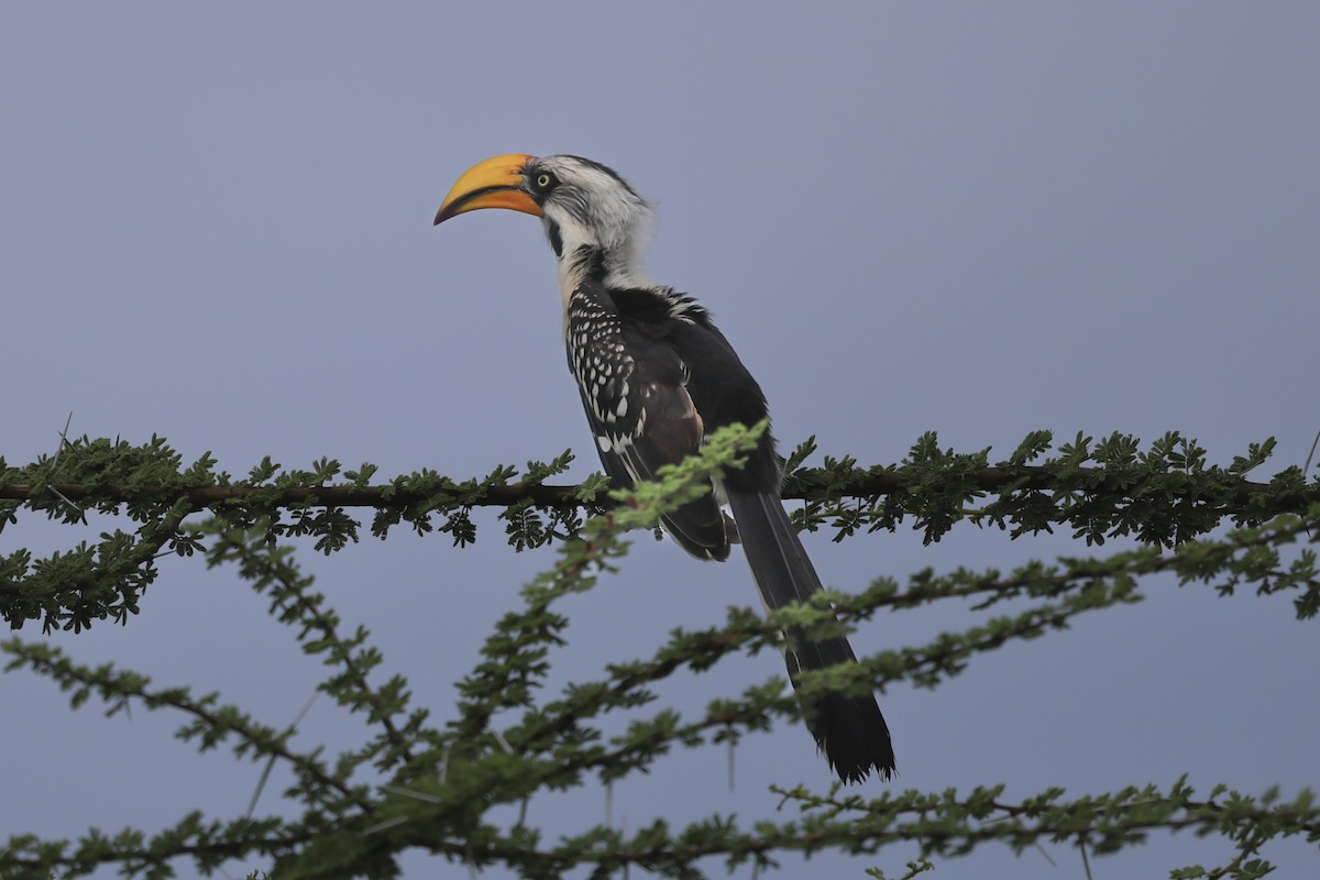 Eastern Yellow-billed Hornbill - ML637094222