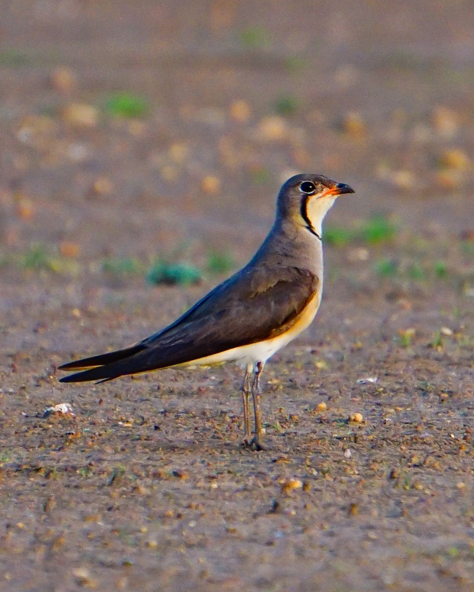 Canastera Oriental - ML637094304