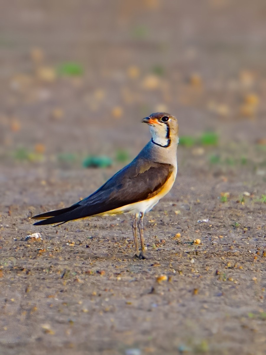 Canastera Oriental - ML637094305