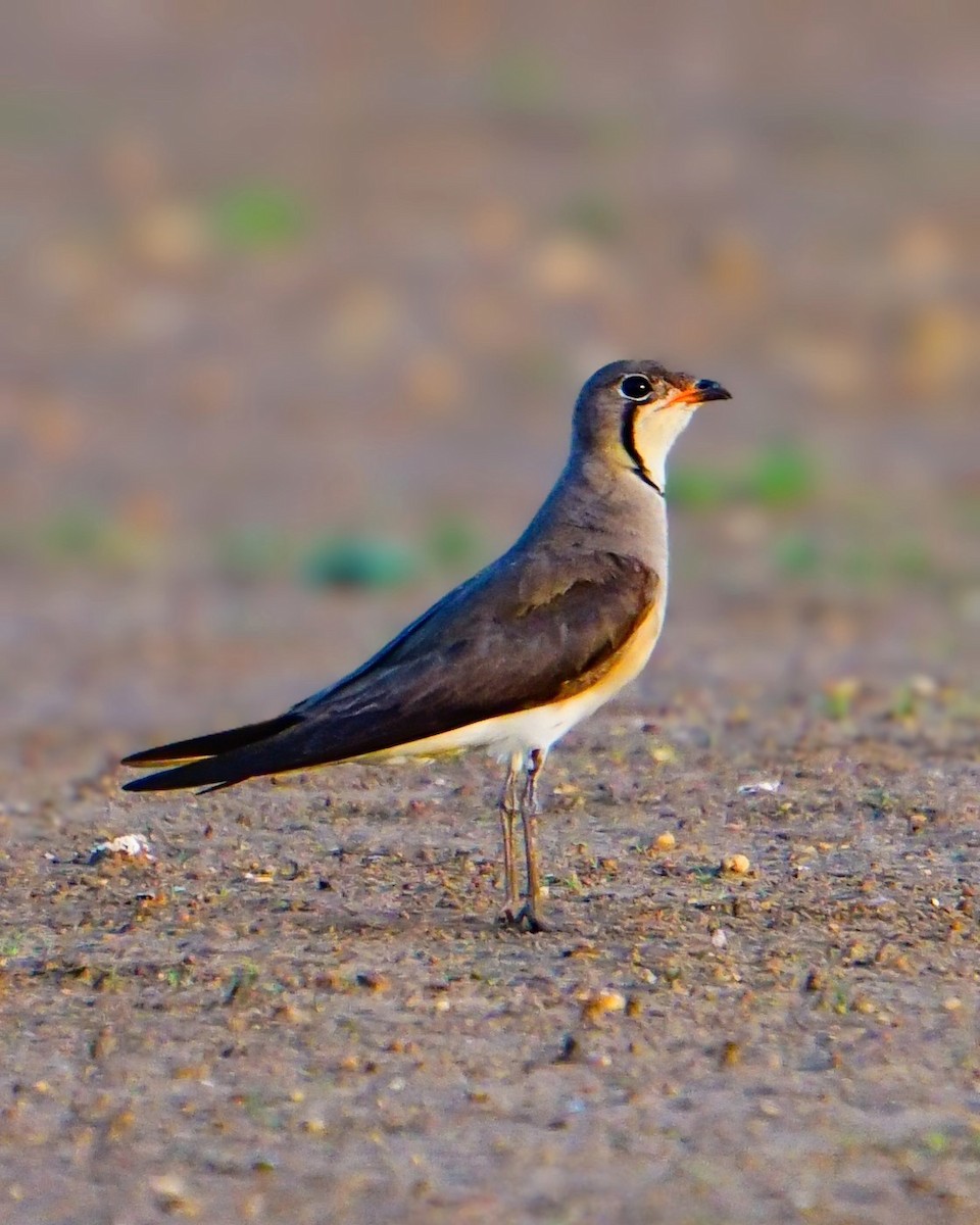 Canastera Oriental - ML637094306