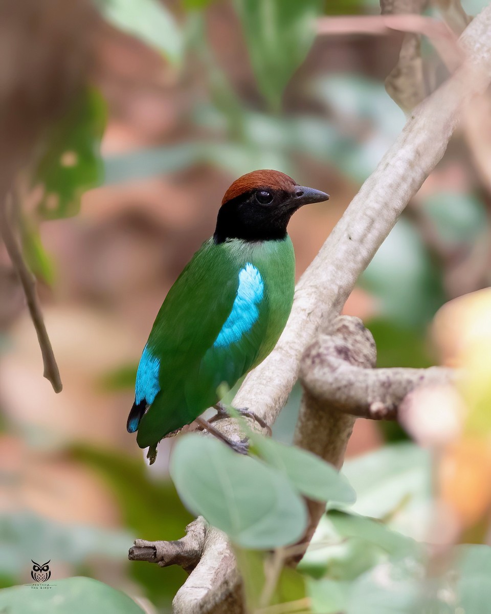 Western Hooded Pitta - ML637094316