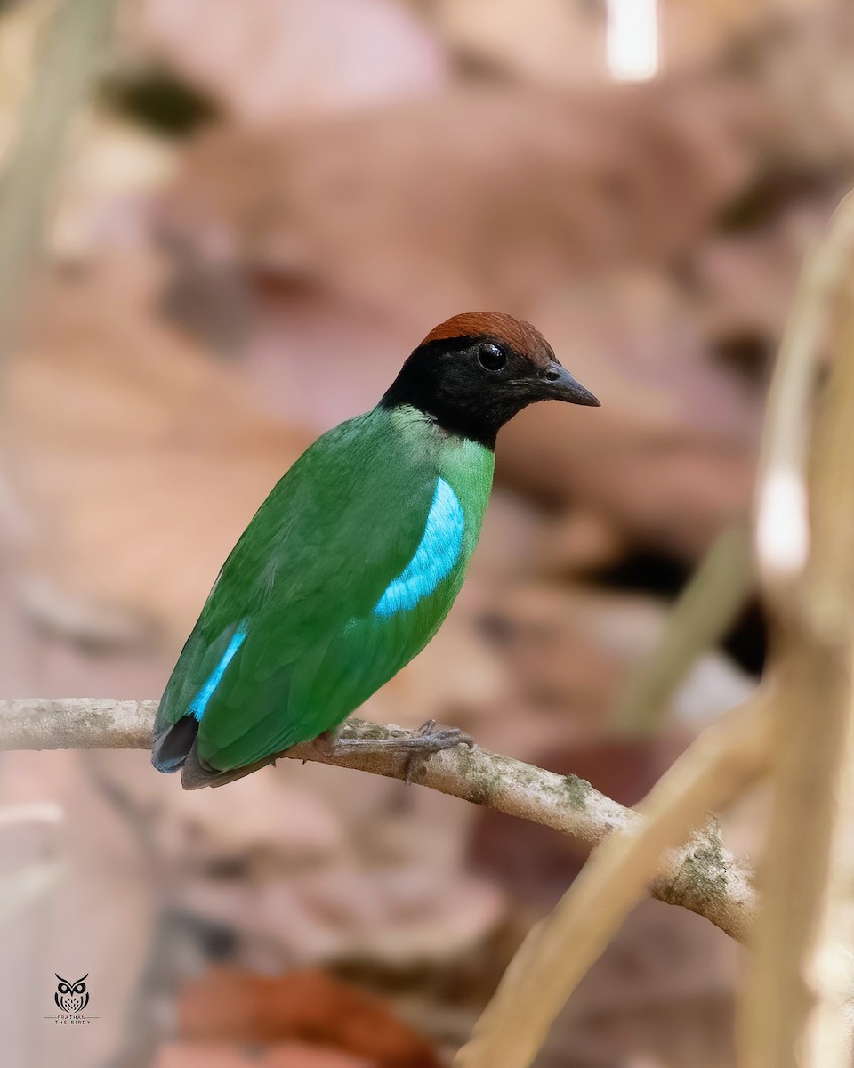 Western Hooded Pitta - ML637094317
