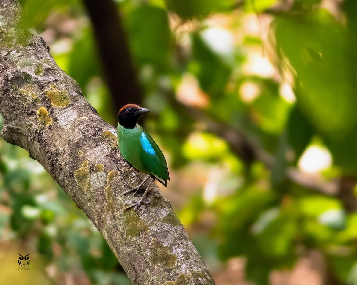 Western Hooded Pitta - ML637094318