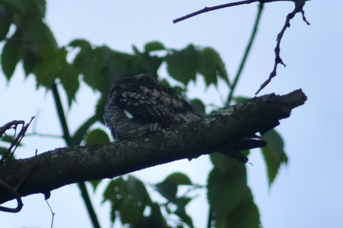 Common Nighthawk - ML637094319