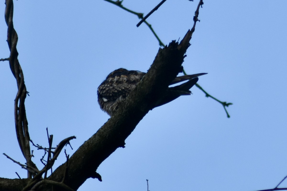 Common Nighthawk - ML637094320