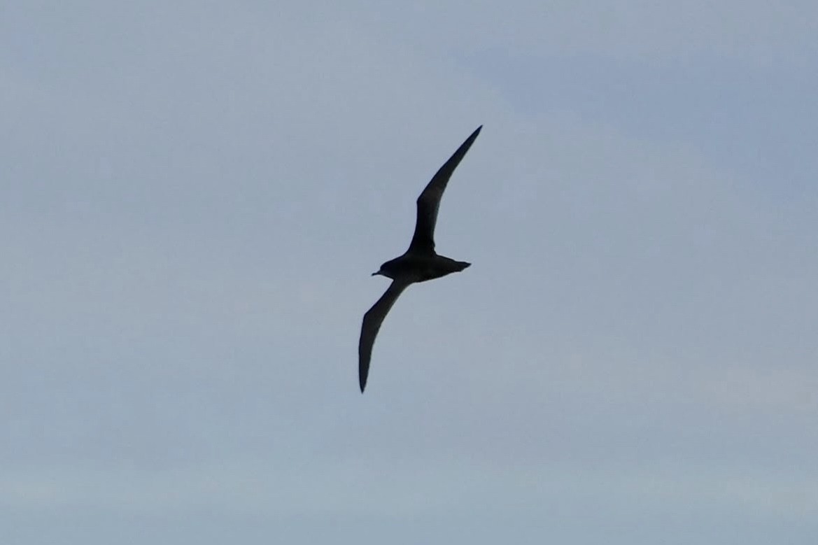 短尾水薙鳥 - ML637094382