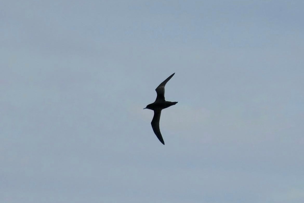 短尾水薙鳥 - ML637094383