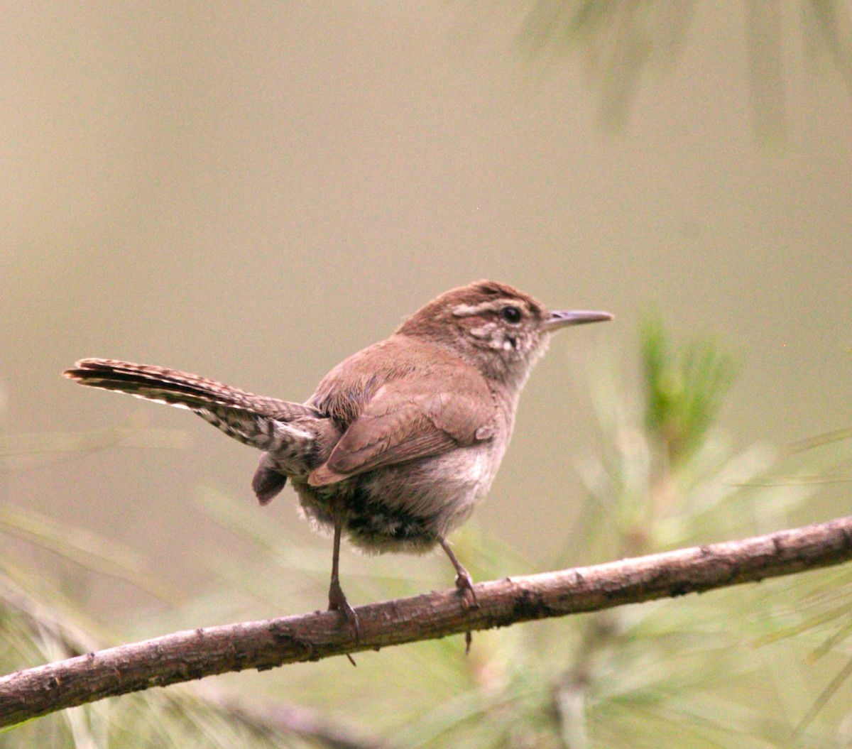Bewick's Wren - ML637094794