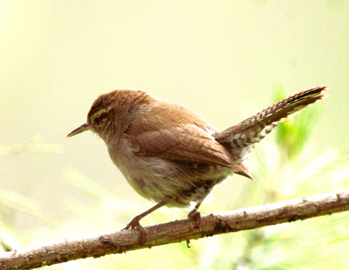 Bewick's Wren - ML637094795