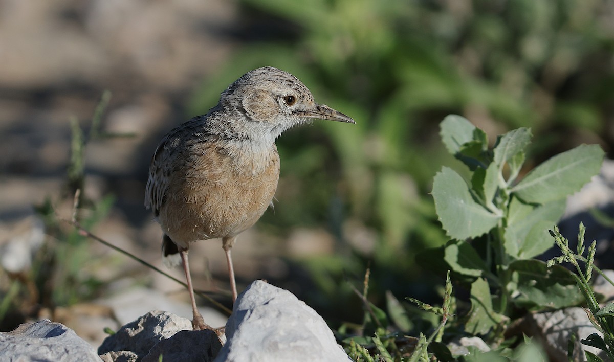 Spike-heeled Lark - ML637094796