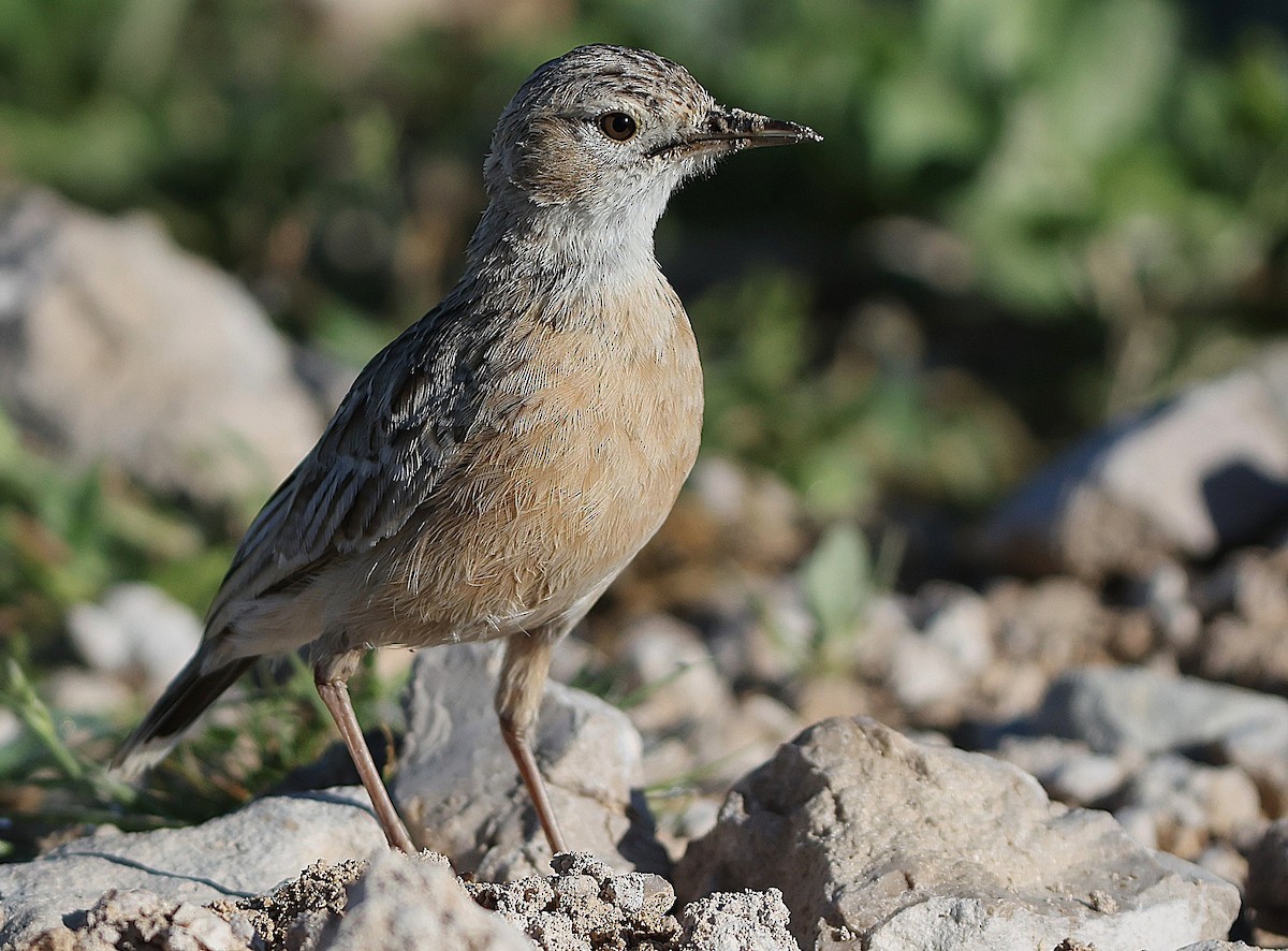Spike-heeled Lark - ML637094809