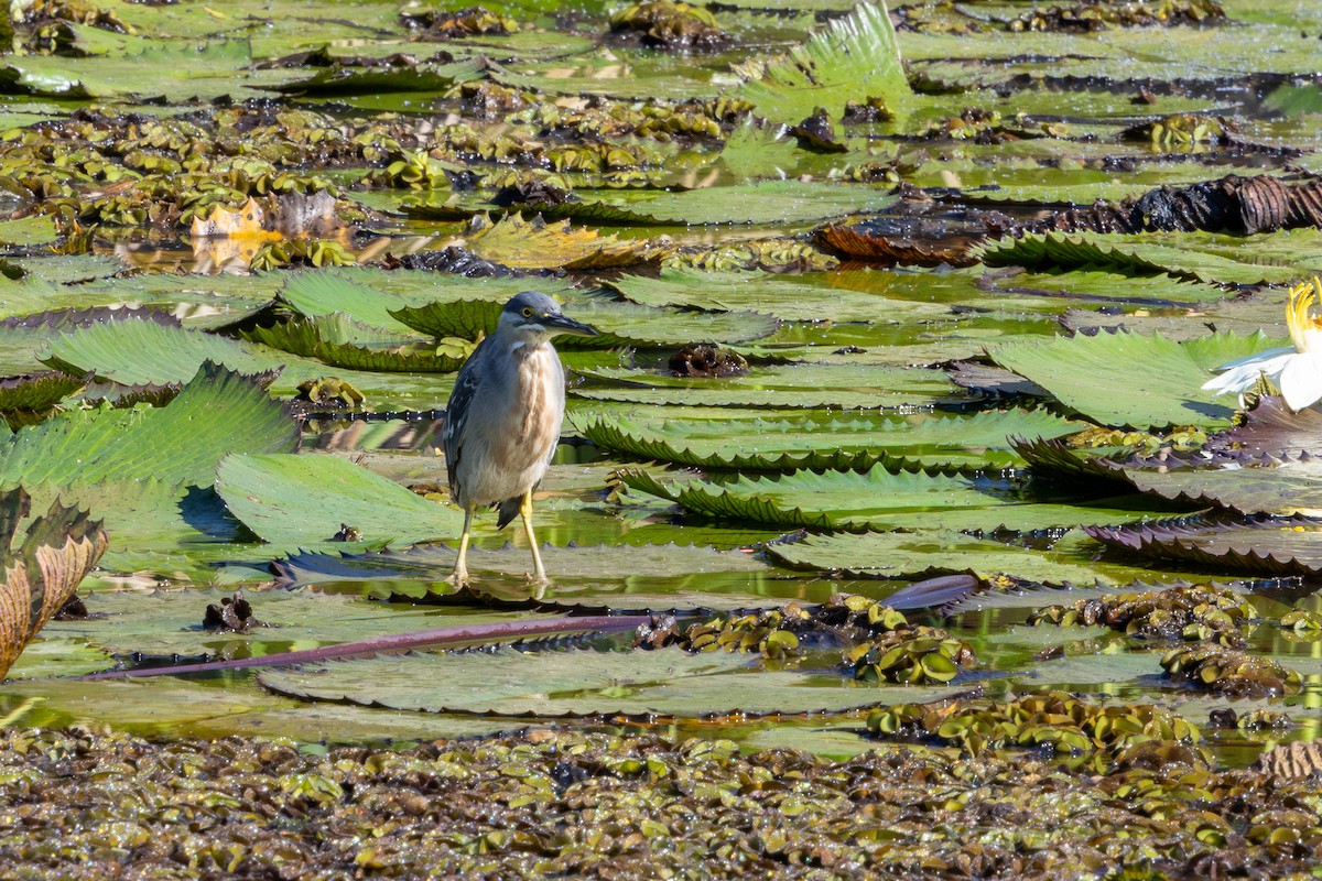 Striated Heron (South American) - ML637094817