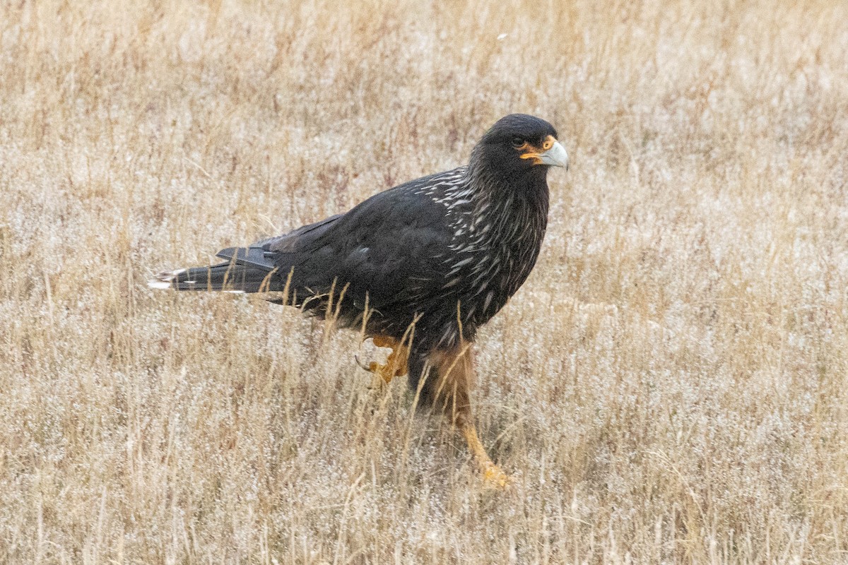 Striated Caracara - ML637094824